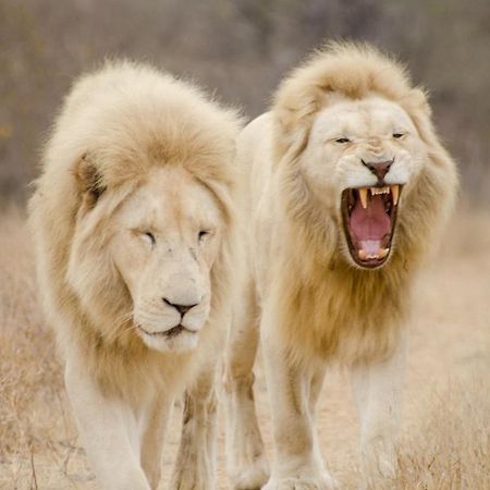 Elandela Private Game Reserve And Luxury Lodges Pty Ltd Худспрут Экстерьер фото