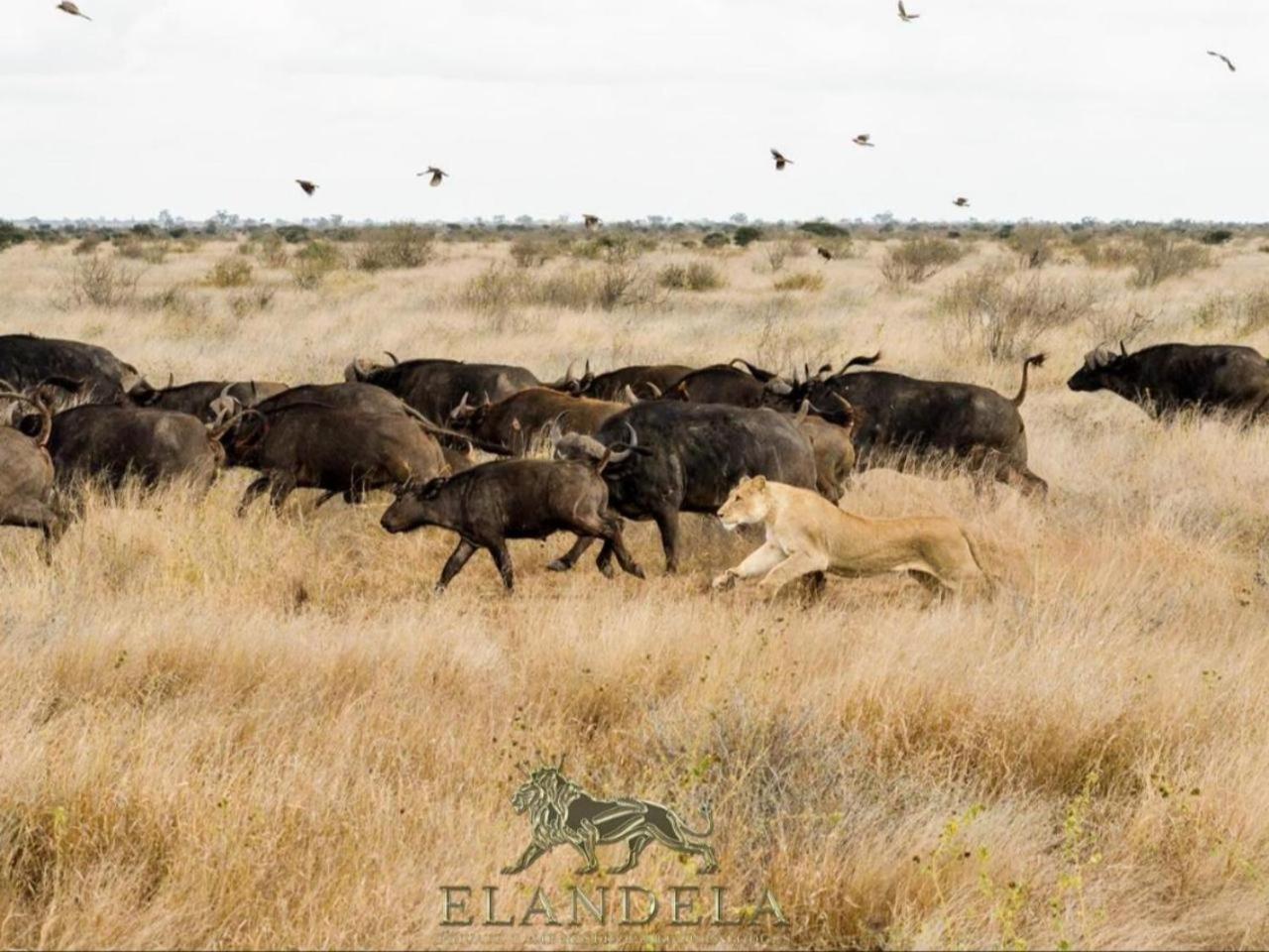 Elandela Private Game Reserve And Luxury Lodges Pty Ltd Худспрут Экстерьер фото