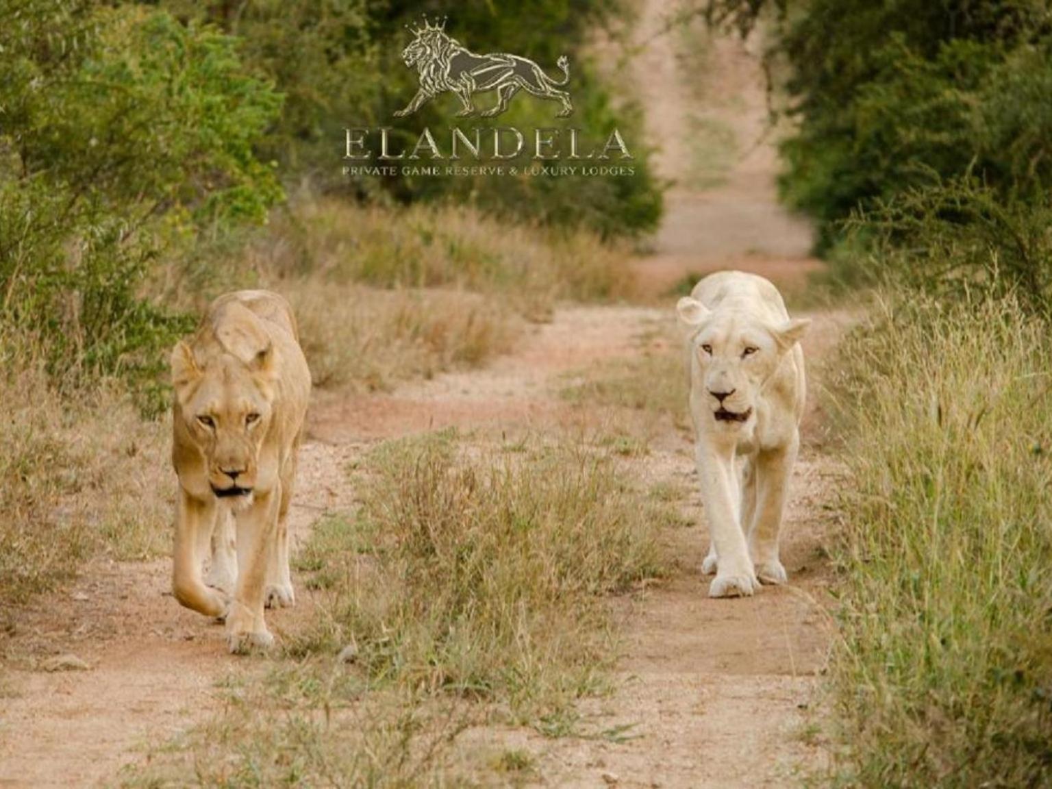 Elandela Private Game Reserve And Luxury Lodges Pty Ltd Худспрут Экстерьер фото
