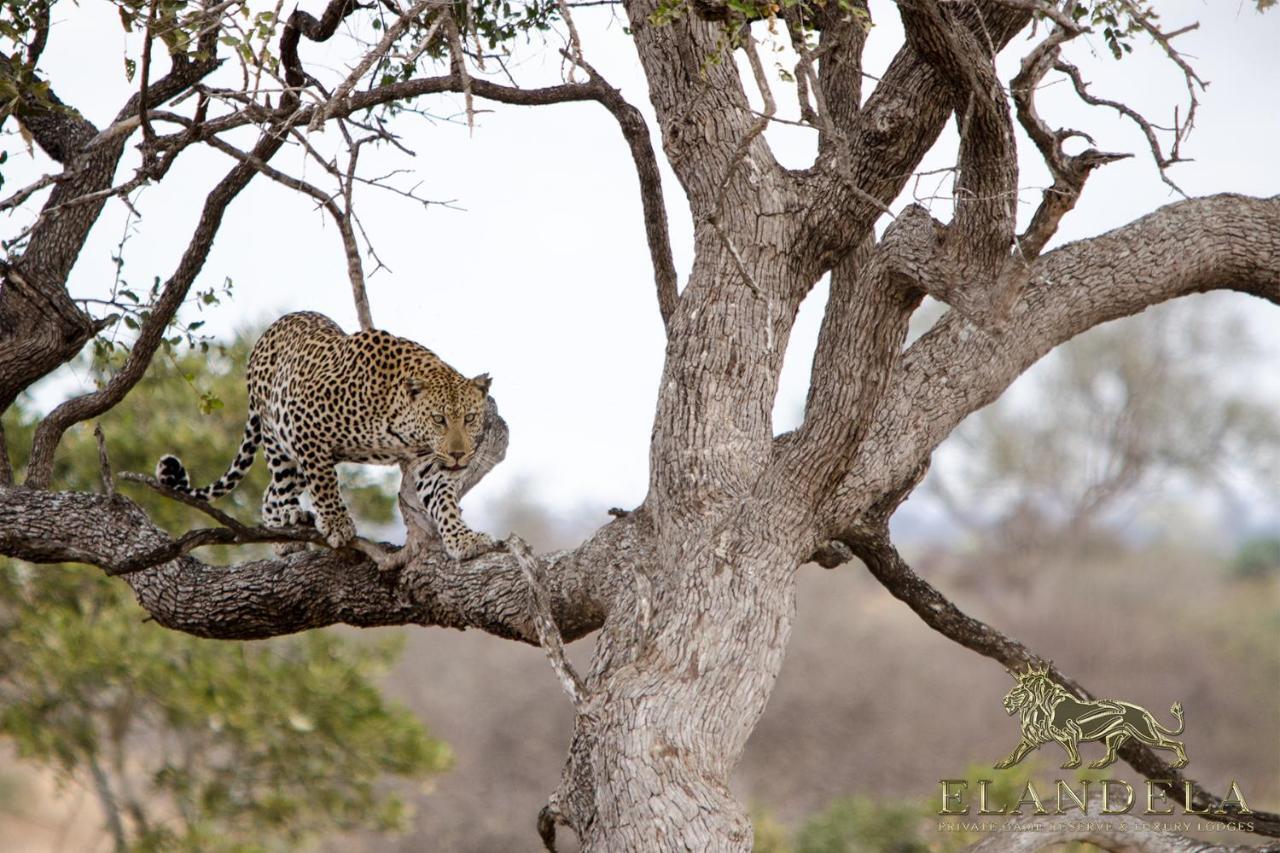 Elandela Private Game Reserve And Luxury Lodges Pty Ltd Худспрут Экстерьер фото