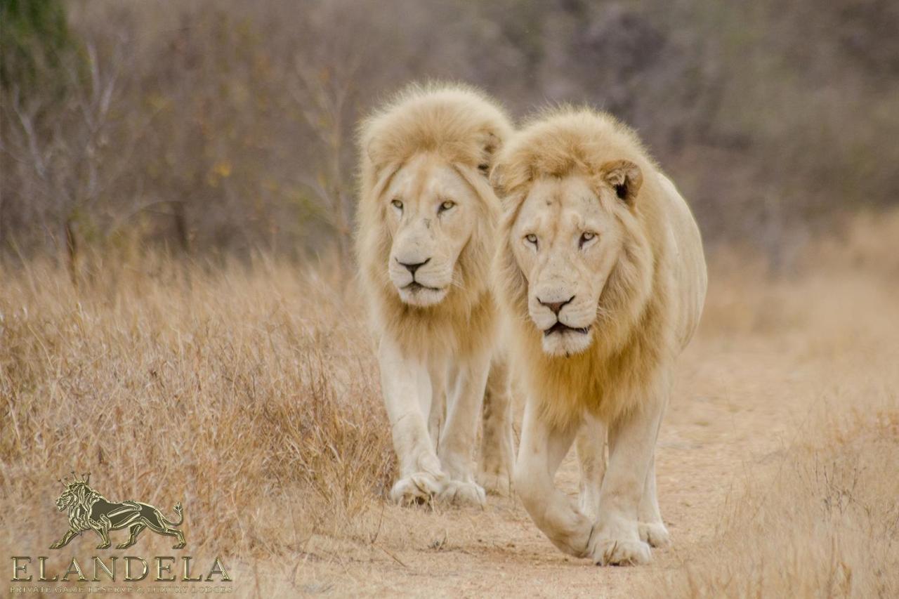 Elandela Private Game Reserve And Luxury Lodges Pty Ltd Худспрут Экстерьер фото