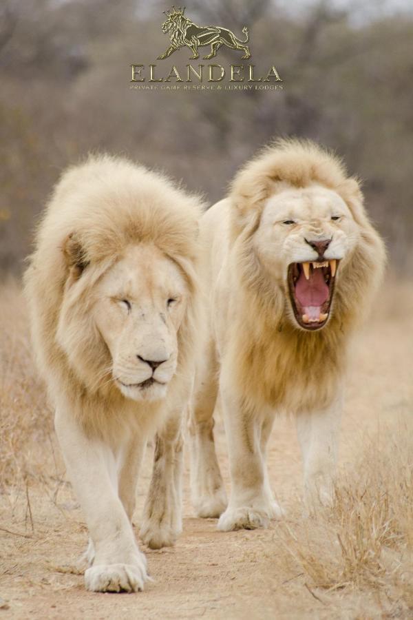 Elandela Private Game Reserve And Luxury Lodges Pty Ltd Худспрут Экстерьер фото